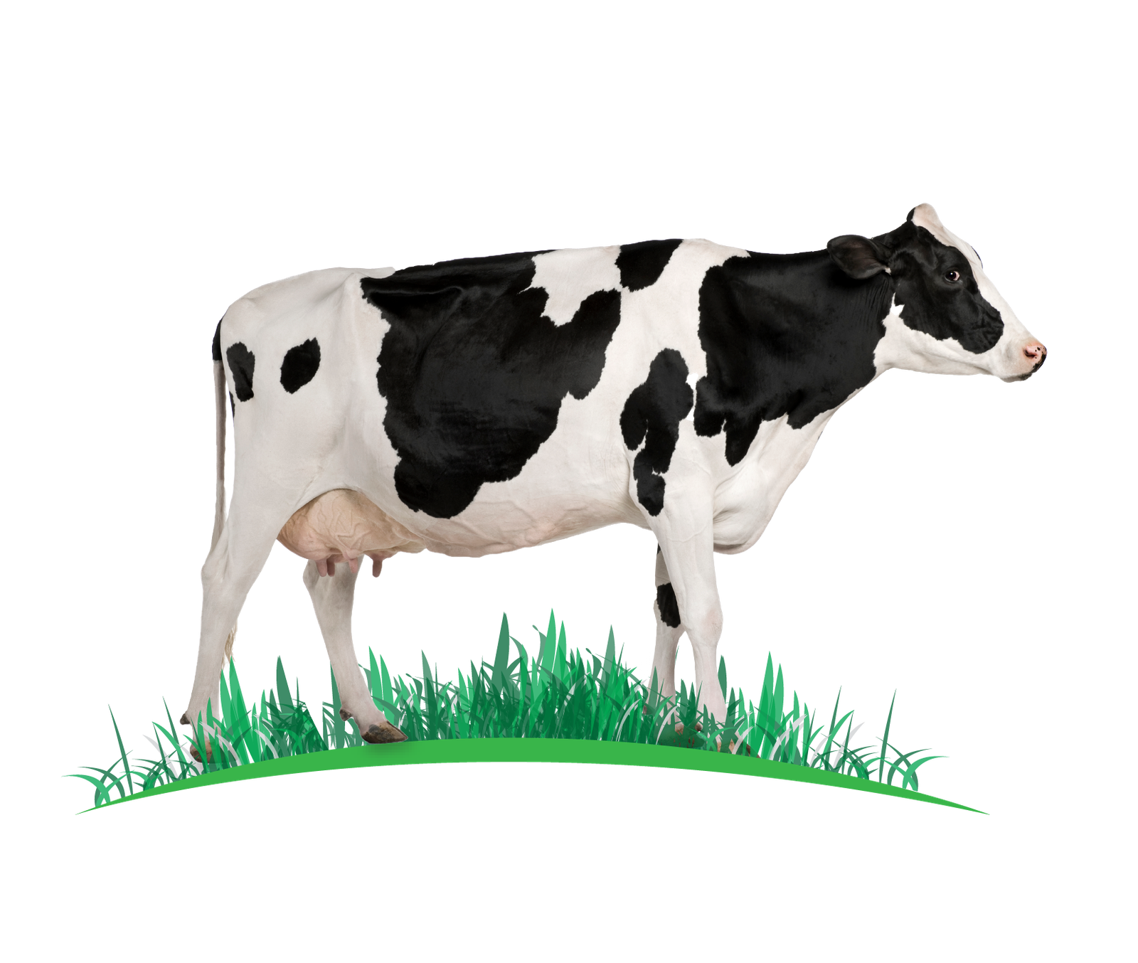 About Vita Halib Cow